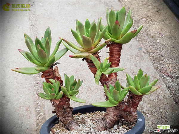 青冈 Dudleya glauca