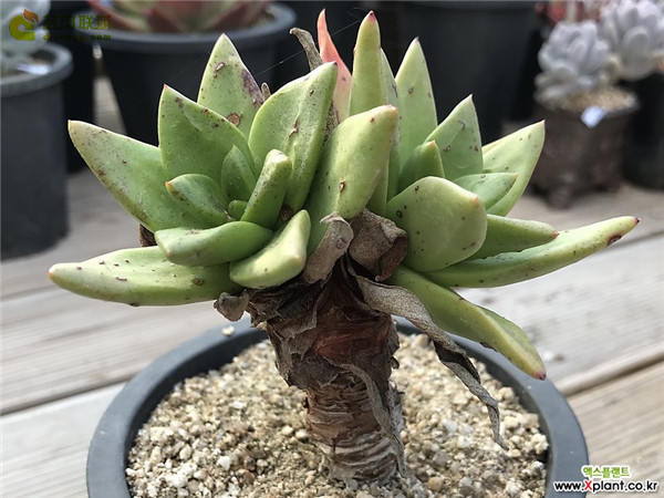 青冈 Dudleya glauca