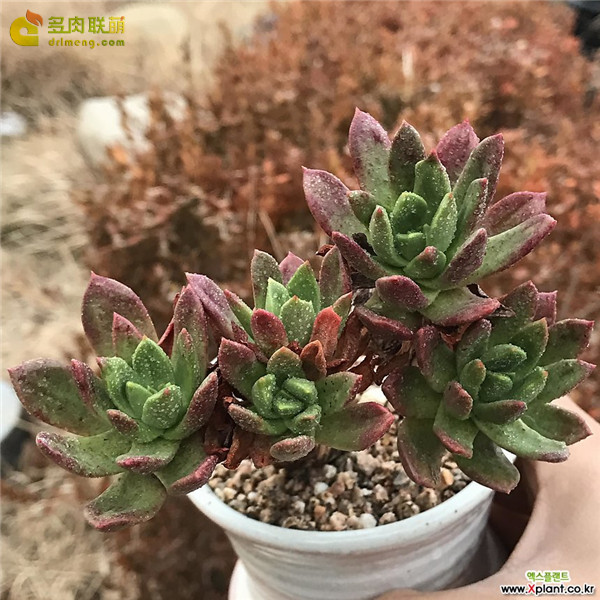 青冈 Dudleya glauca