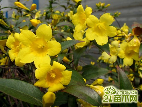 法国香水花好养吗？  法国香水百合的养殖方法和注意事项