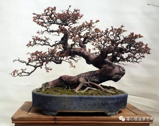 脱衣换锦
