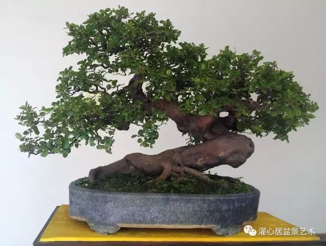 脱衣换锦