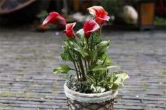 彩色马蹄莲能养活几年？养护技巧注意