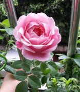 月季花怎么扦插？花友实践经验心得分享