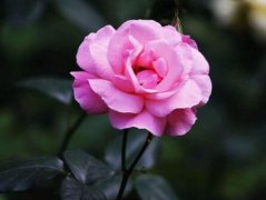 月季花怎么修剪？月季修剪方法