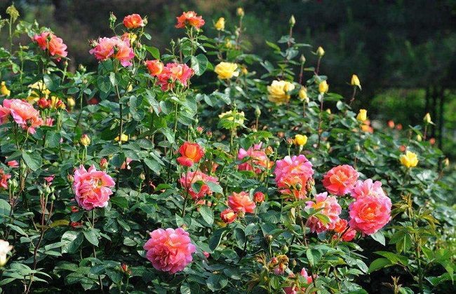 月季花