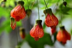 悬铃花有毒吗？悬铃花适合家养吗