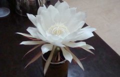 盆栽昙花养植方法