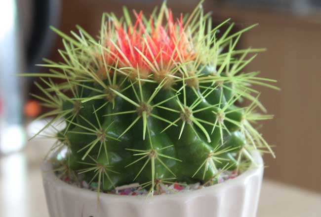 仙人球开花