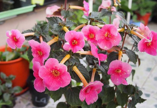 长筒花