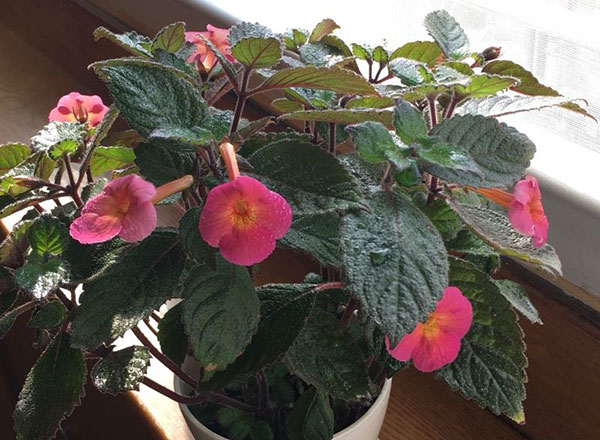长筒花