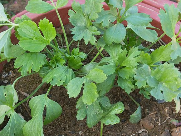 花毛茛什么时候种最好