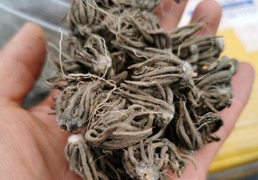 花毛茛什么时候种最好