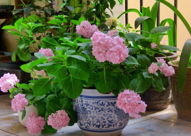 绣球花