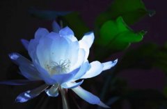昙花的叶子变软、枝条长刺怎么办