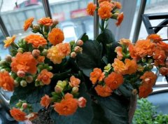长寿花养几年能开花