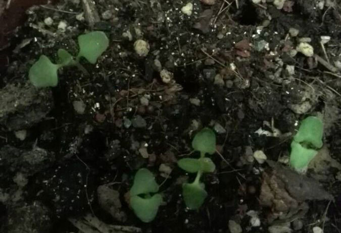 薰衣草种子发芽