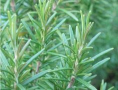 迷迭香的盆栽养殖技巧