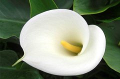 白花马蹄莲盆栽养护技巧