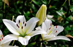 香水百合好养活吗 养殖方法学一下