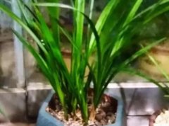 细叶兰花和大叶兰花养哪种好