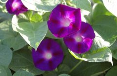 牵牛花有哪些颜色为什么变色