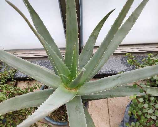 芦荟可以露天养吗