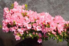 杜鹃花盆景的修剪方法技巧