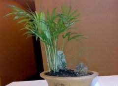 家庭盆栽旱伞草的关键养护要点