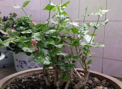 盆栽茉莉花的修剪技巧