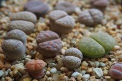 生石花安全度夏方法
