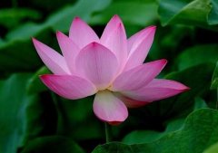 荷花种子怎么种植