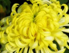 盆栽菊花黄叶的处理方法